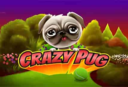 Crazy Pug