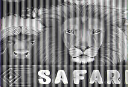 Safari