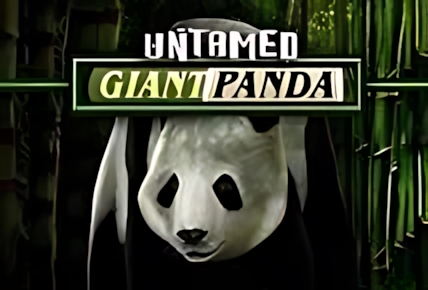 Untamed Giant Panda